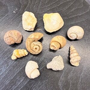 Natural Fossilized Sea Shell Collection Gastropod Bivalve Marine Specimens 10pc